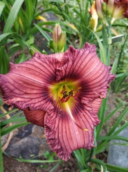Daylily Nowhere to Hide