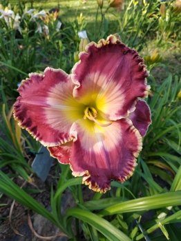 Daylily Picture in Picture