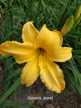 Daylily Queens Jewel