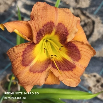 Daylily Astoria CZ