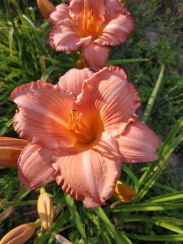 Daylily Pink Tangerine