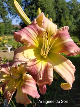 Daylily Araignée du Soir
