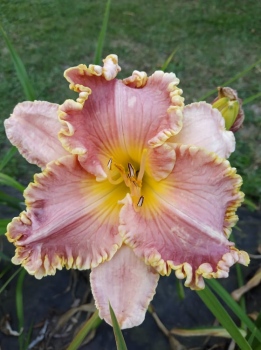 Daylily Anne McWilliams