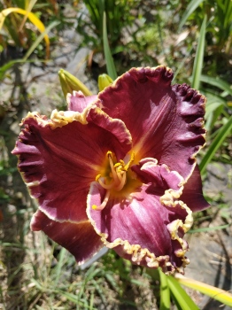 Daylily LONGFIELDS EXCELLENT