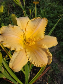 Daylily Cooling Fountain