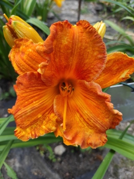 Denivka Phoenix Fire