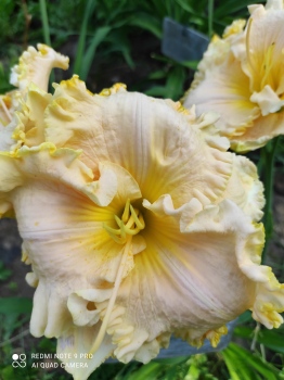 daylily Lacy All Over