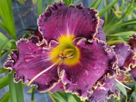 Daylily Vision of the Night