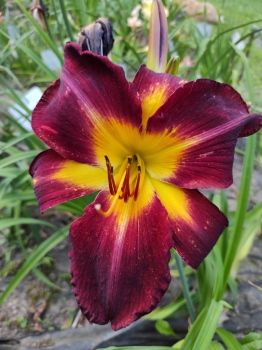 Denivka Persian Ruby