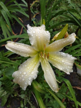 Daylily Heavenly Angel Ice