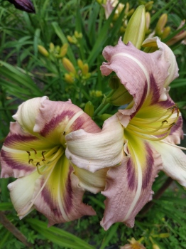Daylily Heavenly Punk Butterfly