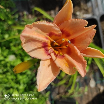 Collection of 10 types of daylilies No. 22/12 Dustin