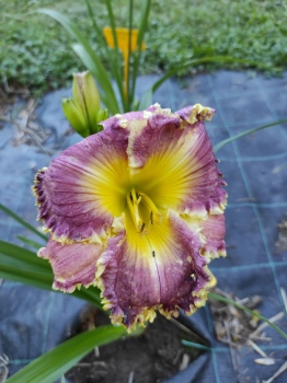 Daylily Spacecoast Fortune Redeemed