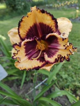 Hémérocalle Tiger Blood