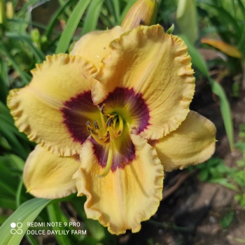 Hémérocalle Oceans Eleven