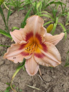 Daylily Zora CZ