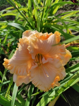 Daylily Enchanted Forest