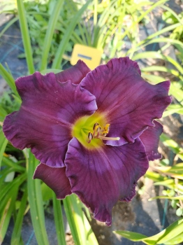 Daylily Bluegrass Memories