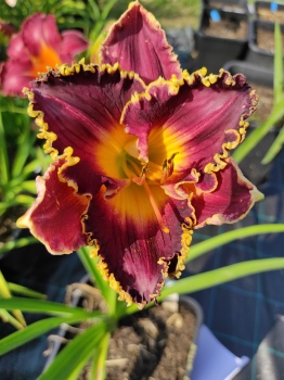 Daylily Toothy Witch CZ