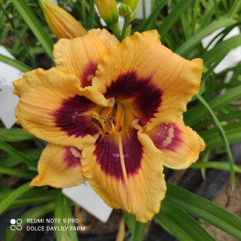 Daylily Miller CZ