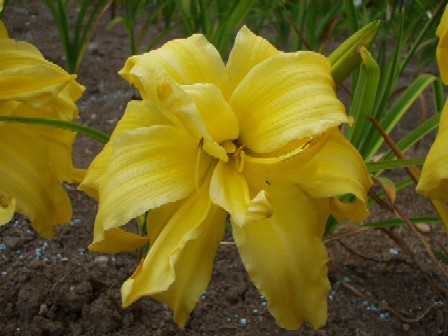 Daylily Double Me
