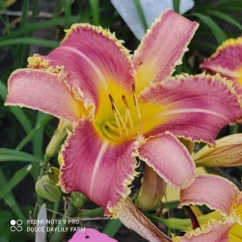 Daylily Vampire Fish