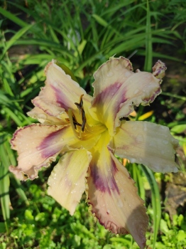 Daylily Transparent Tower