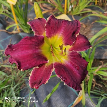 Daylily Eagles Gift