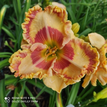 Daylily Ignac CZ