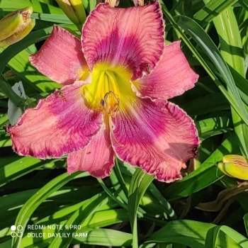 Daylily Lydie CZ