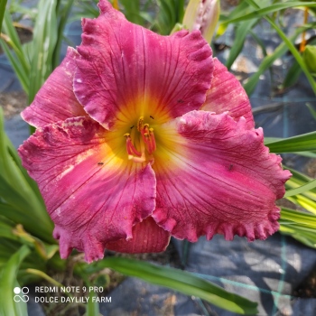 Daylily Ruby Clare Mims