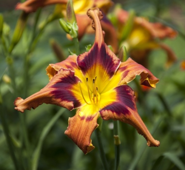 Daylily Gone with the Wine