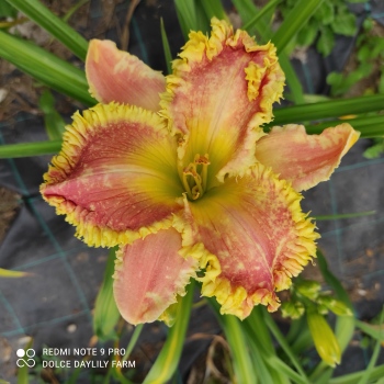 Daylily Hungry Hungry Hippo