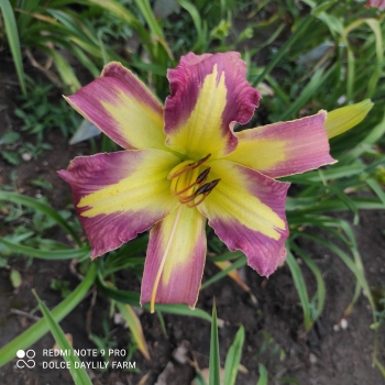Daylily Jungle Queen