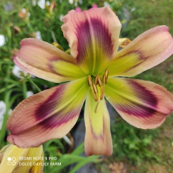 Daylily Lewis CZ