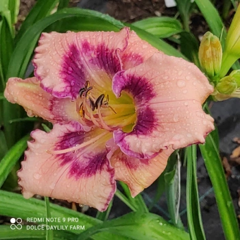 Daylily Laird CZ