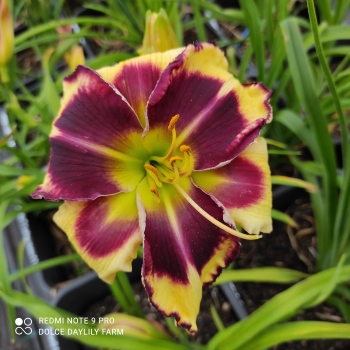 Daylily Super Luc CZ (19 SLT 45)
