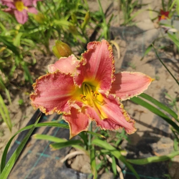 Denivka I Don t bite (fr)