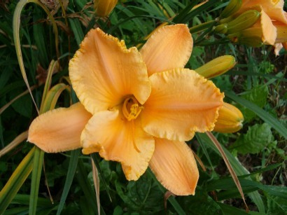 Daylily Ruffles to Spare