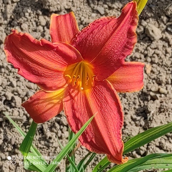 Daylily American Indian