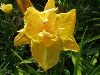 Daylily Super Double Delight
