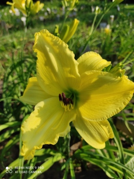 Daylily Younger than Springtime