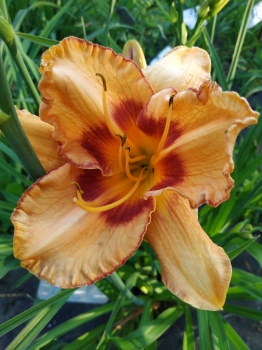 Daylily All Fired Up