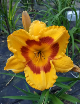 Daylily Beau Regard