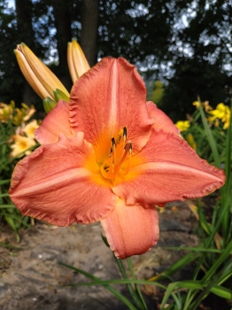 Daylily Continental Experience
