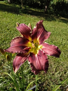 Daylily Eight Miles High