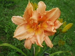 Hémérocalle Peach Fantasy