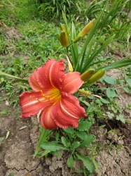 Daylily Red Rum