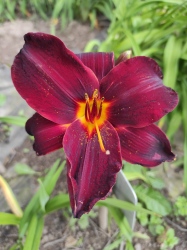 Daylily Root Beer