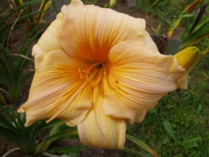 Daylily Waltzing Wind